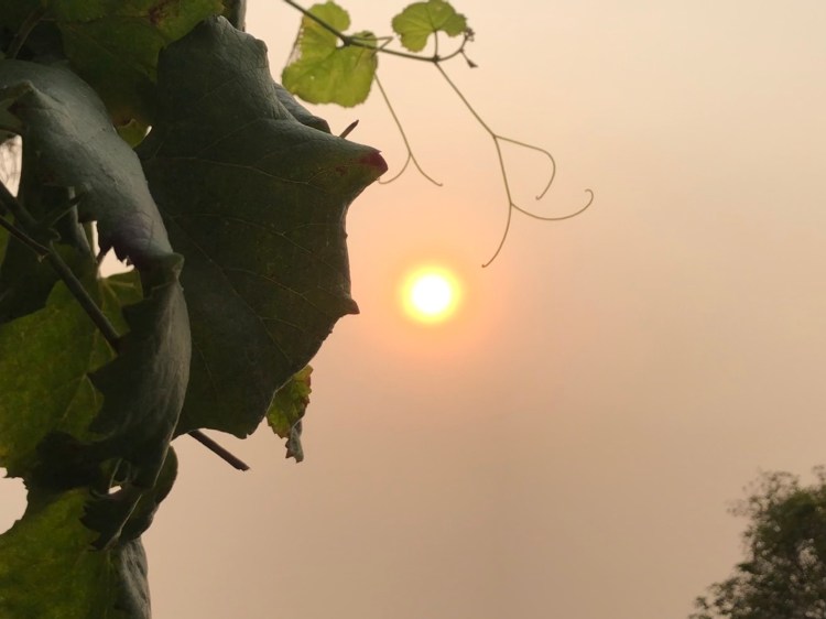 Smoky Sun