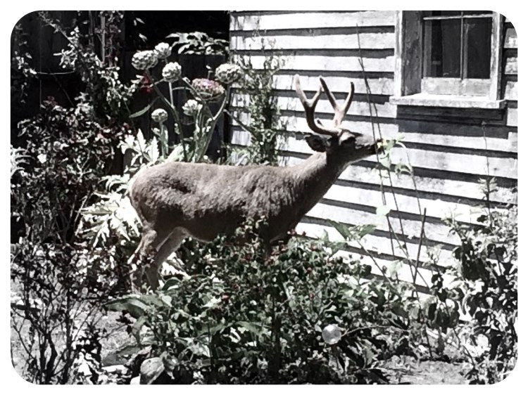 Deer in garden