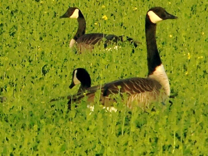 Canada Geese