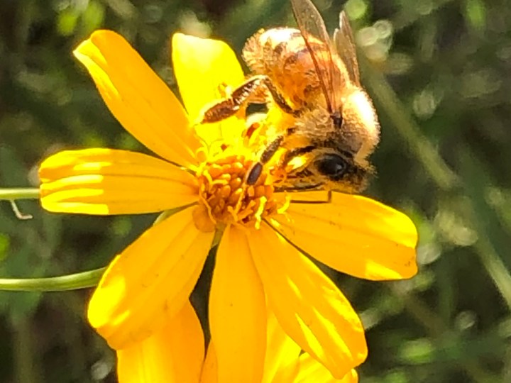 Bee on Marigolds