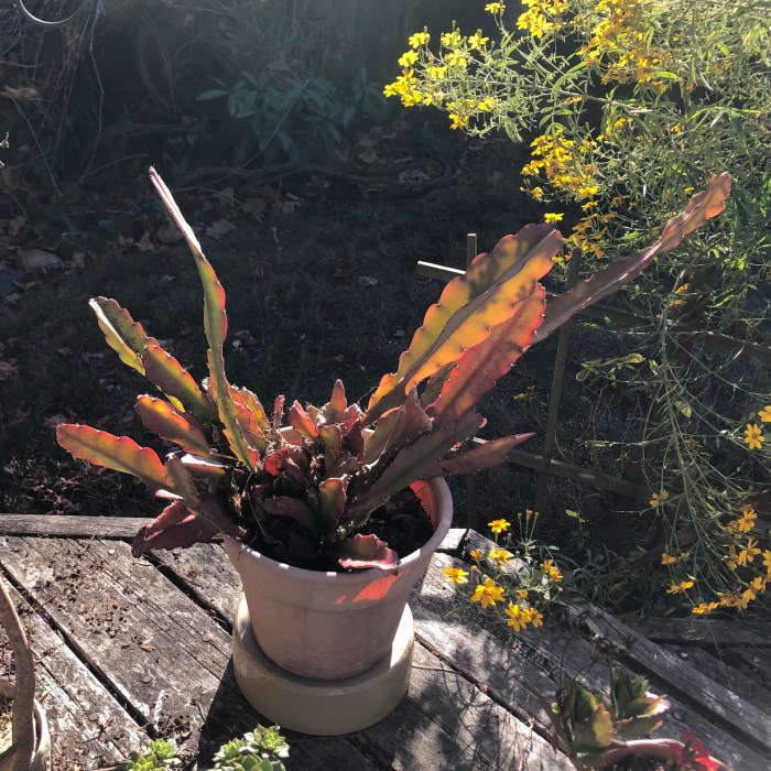 What do you call cactus leaves?