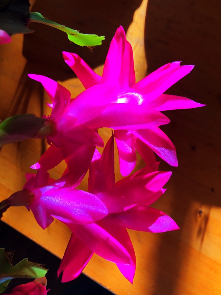 Christmas cactus 