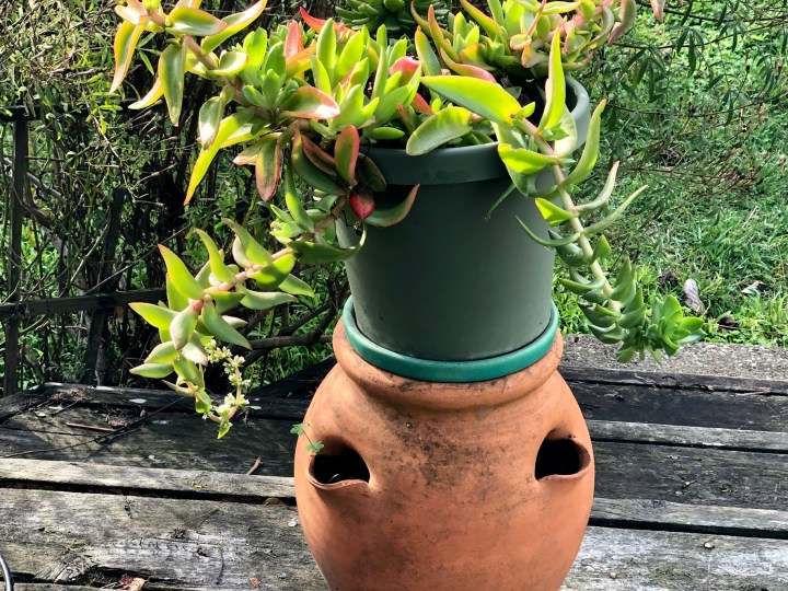 Succulent in pot