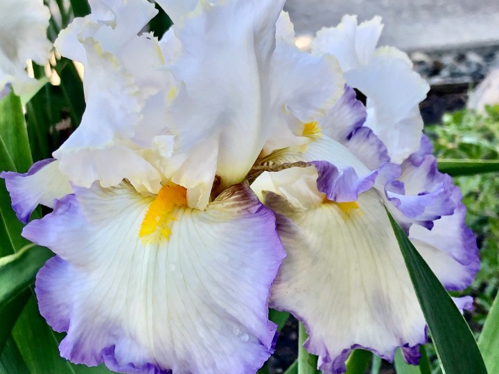 Iris