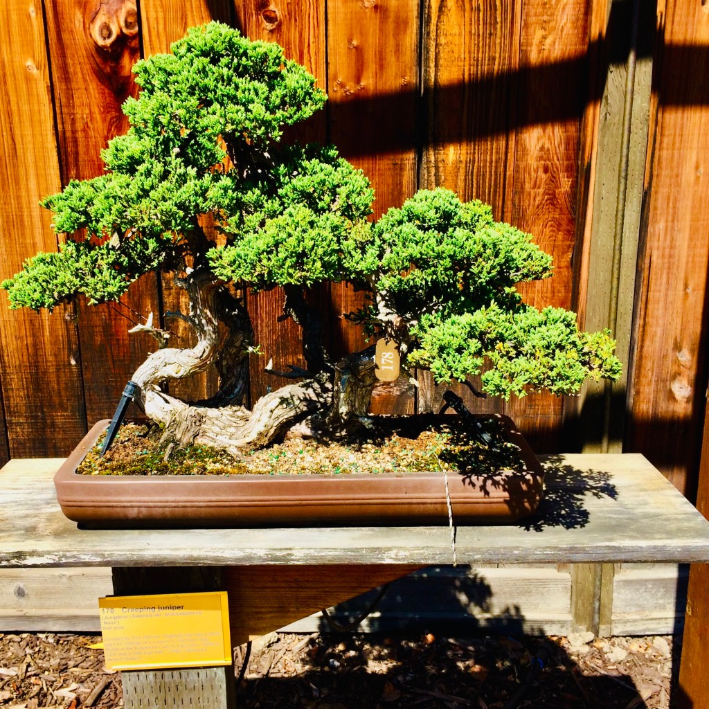 Bonsai 