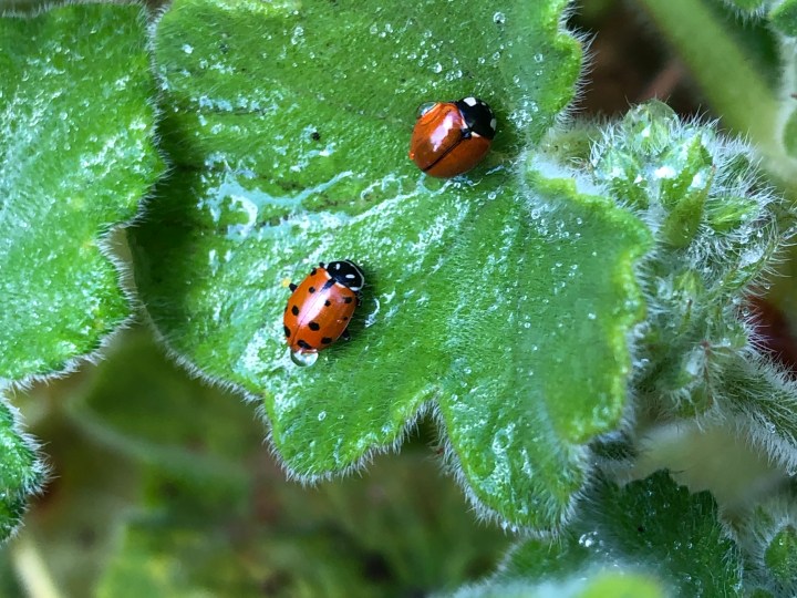 Lady Bugs