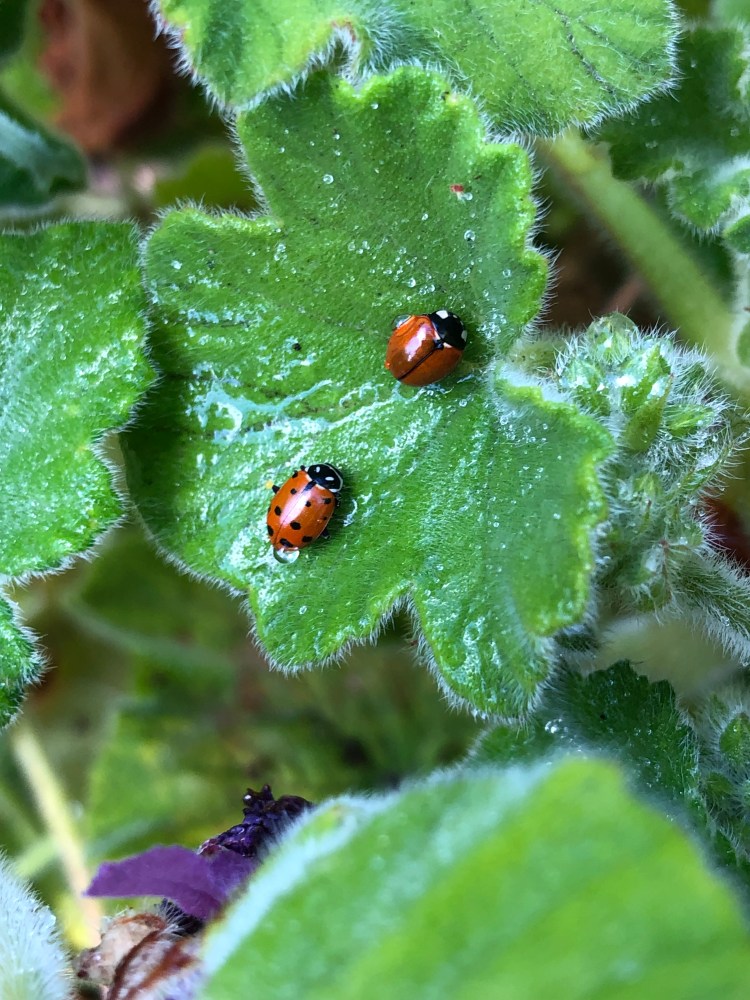 Lady Bugs