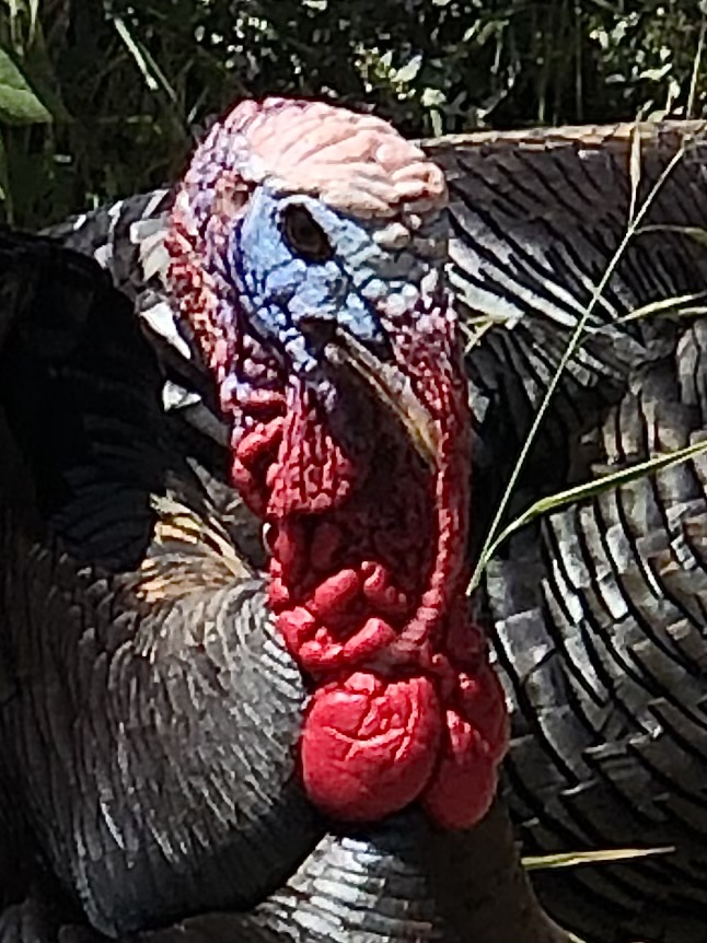 turkey 